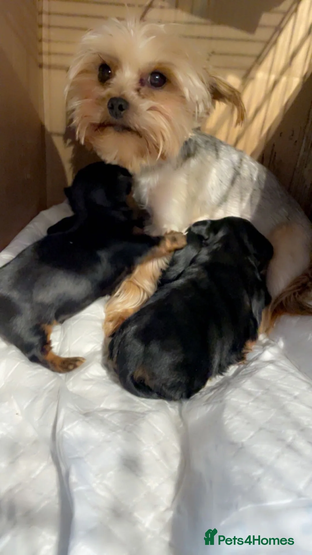 Yorkshire Terrier dogs for sale: mini YORKSHIRE TERRIER - Advert 1