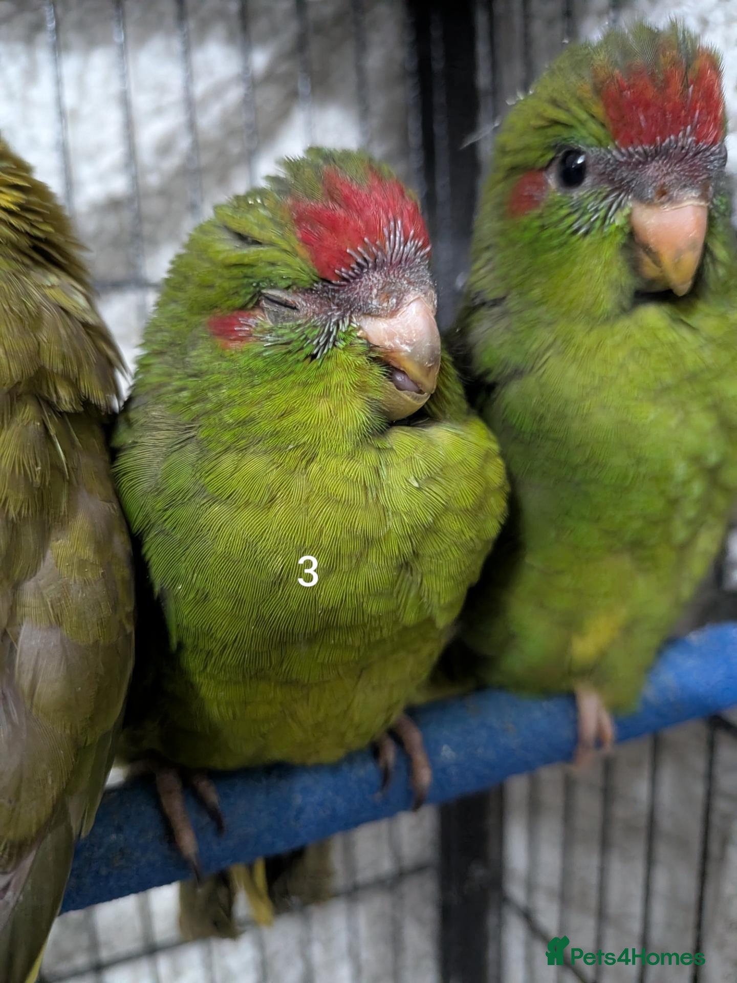 Parrots birds for sale: Baby kakarikis (small parrot) Bolton - Advert 4