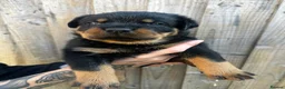 Rottweiler dogs for sale: High Quality Large Rottweiler Puppies  - Advert 6