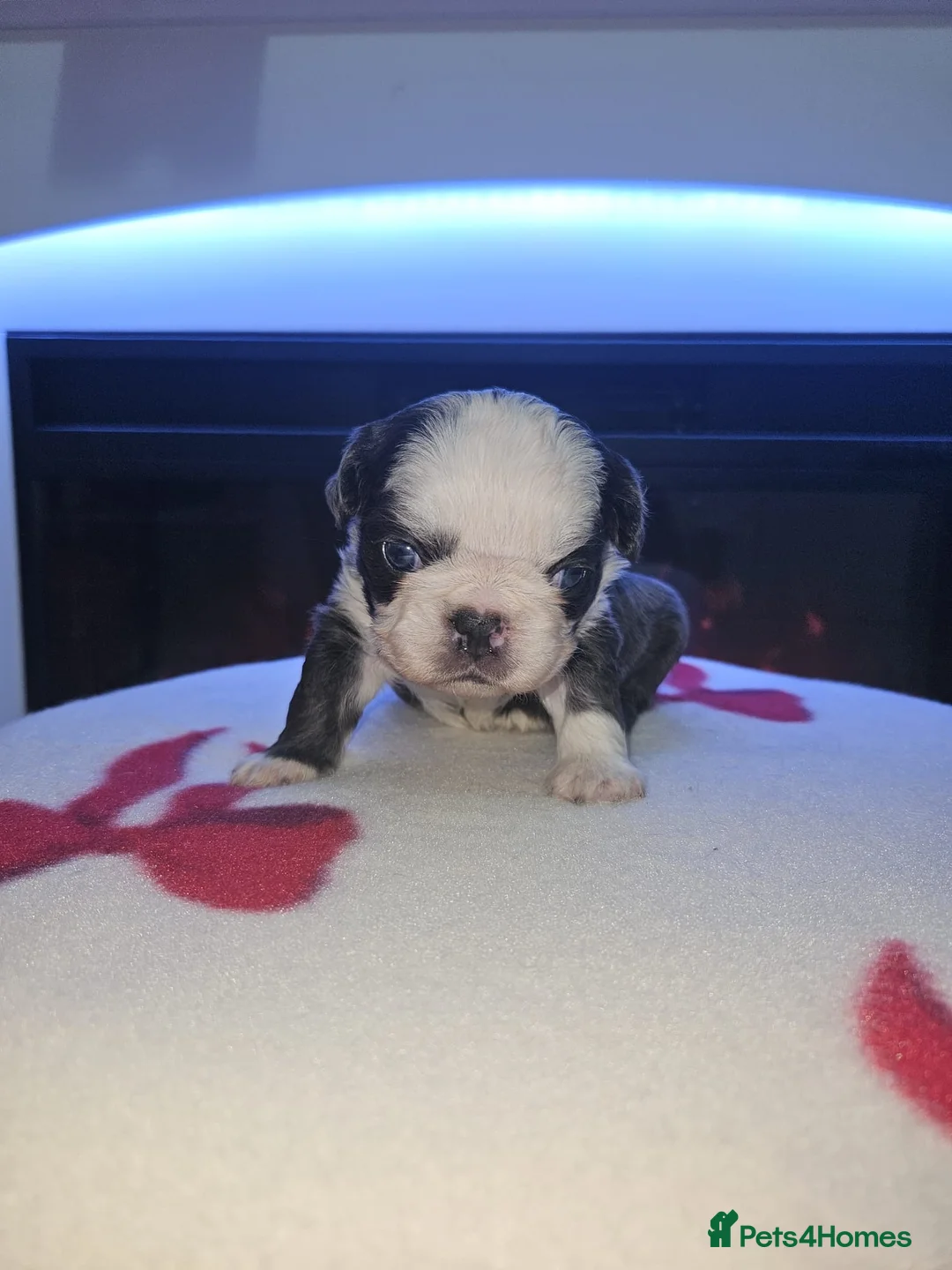 French Bulldog dogs for sale: Beautiful kc fluffy panda french bulldogs - Advert 11