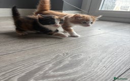 Mixed Breed cats for sale: 5 Beautiful Ragdoll/Tabby Kittens  - Image 2