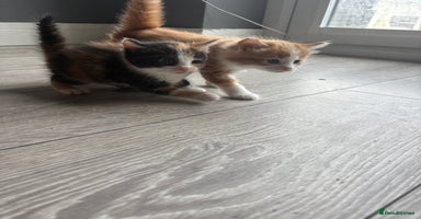 Mixed Breed cats - Advert 11
