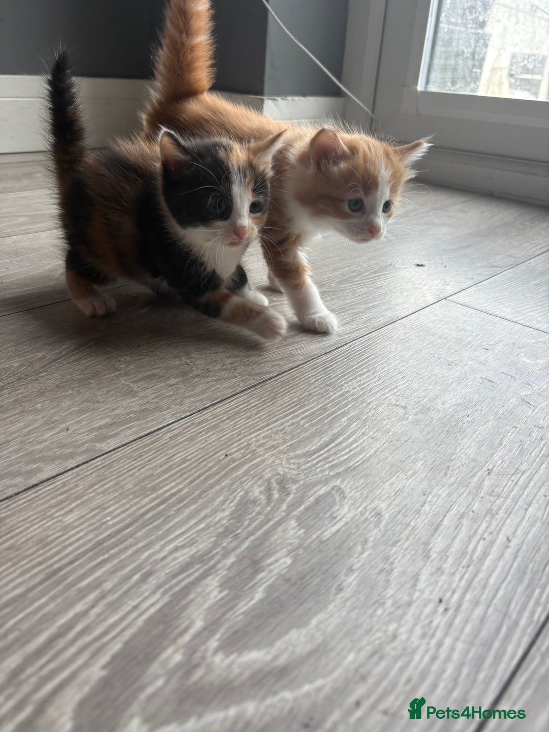 Mixed Breed cats for sale: 5 Beautiful Ragdoll/Tabby Kittens  - Image 2