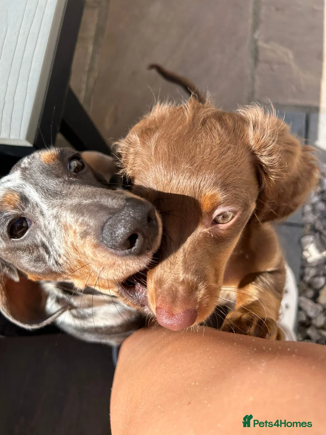 Dachshund dogs for stud: Miniature Daschund for Stud in York - Advert 13