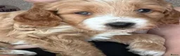 Cockapoo dogs for sale: F2 Cockerpoo  in Whitchurch - Advert 4