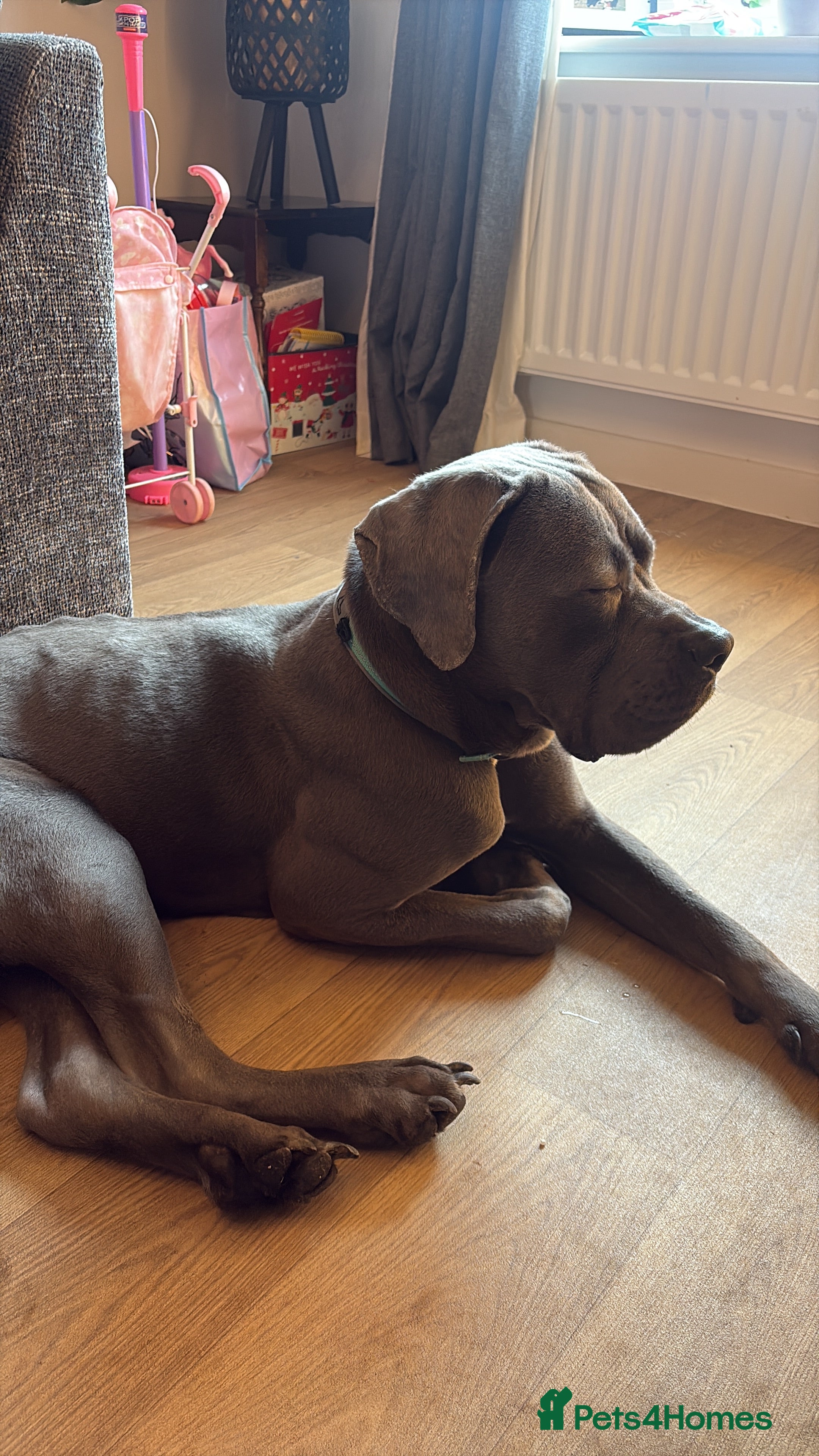Cane Corso dogs Cane Corso blue boy for sale - open to offers in Bedford - Advert 7