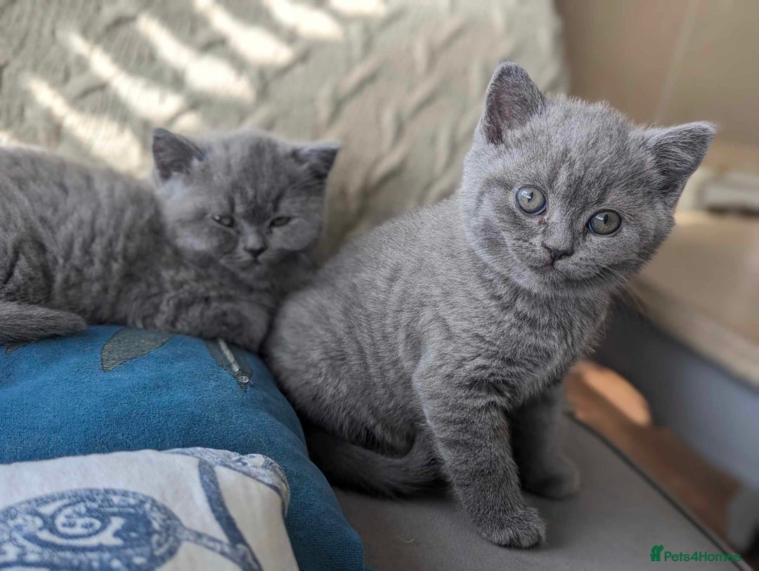 British Shorthair cats for sale: Both parents pedigreesTICA pedigree-dad5xchampion  - Image 28