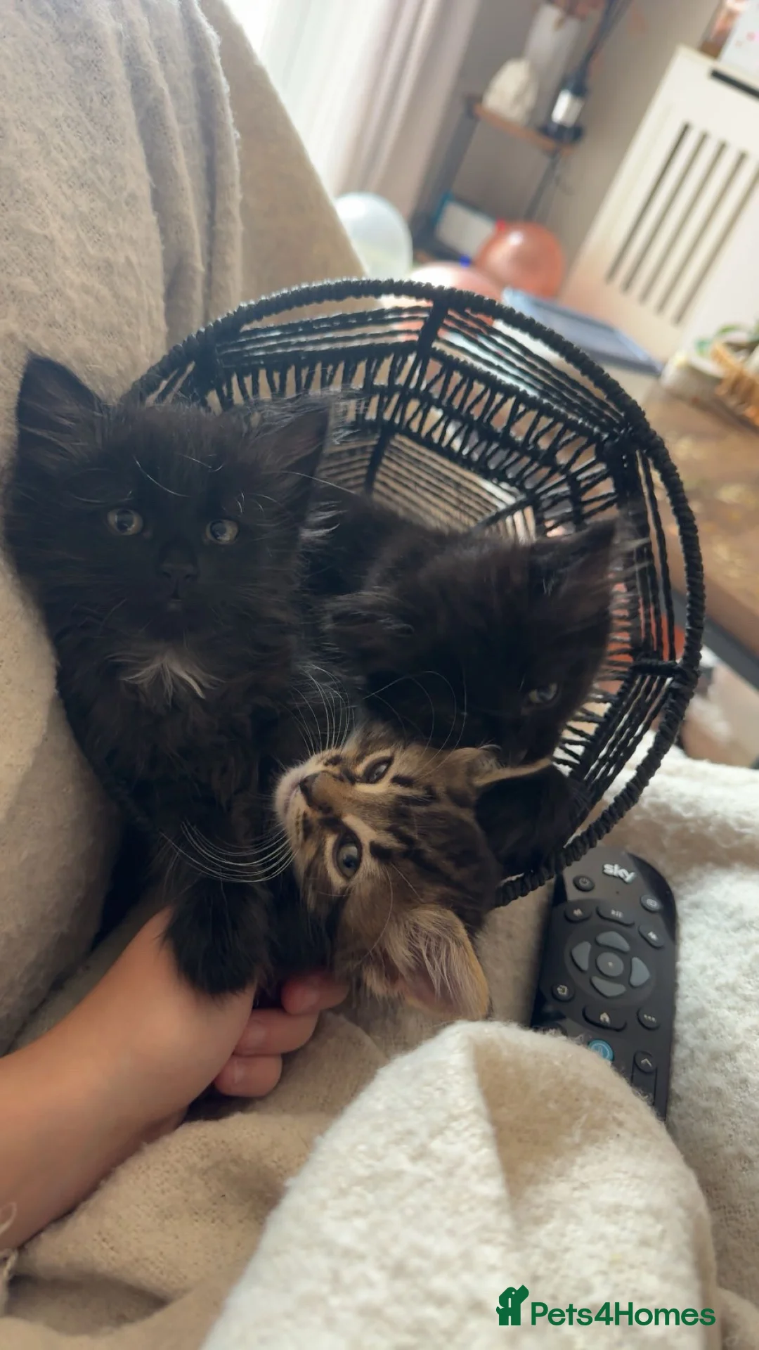 Mixed Breed cats for sale: 2 beautiful long haired female kittens in Swindon - Advert 1