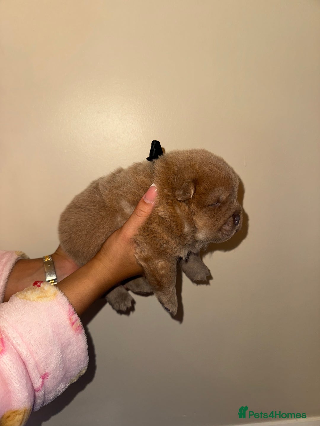 Chow Chow dogs for sale: Stunning kc reg puppies  - Advert 28