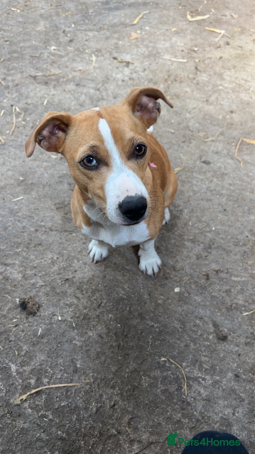 Mixed Breed dogs Jack Russel x Yorkshire terrier  - Advert 3