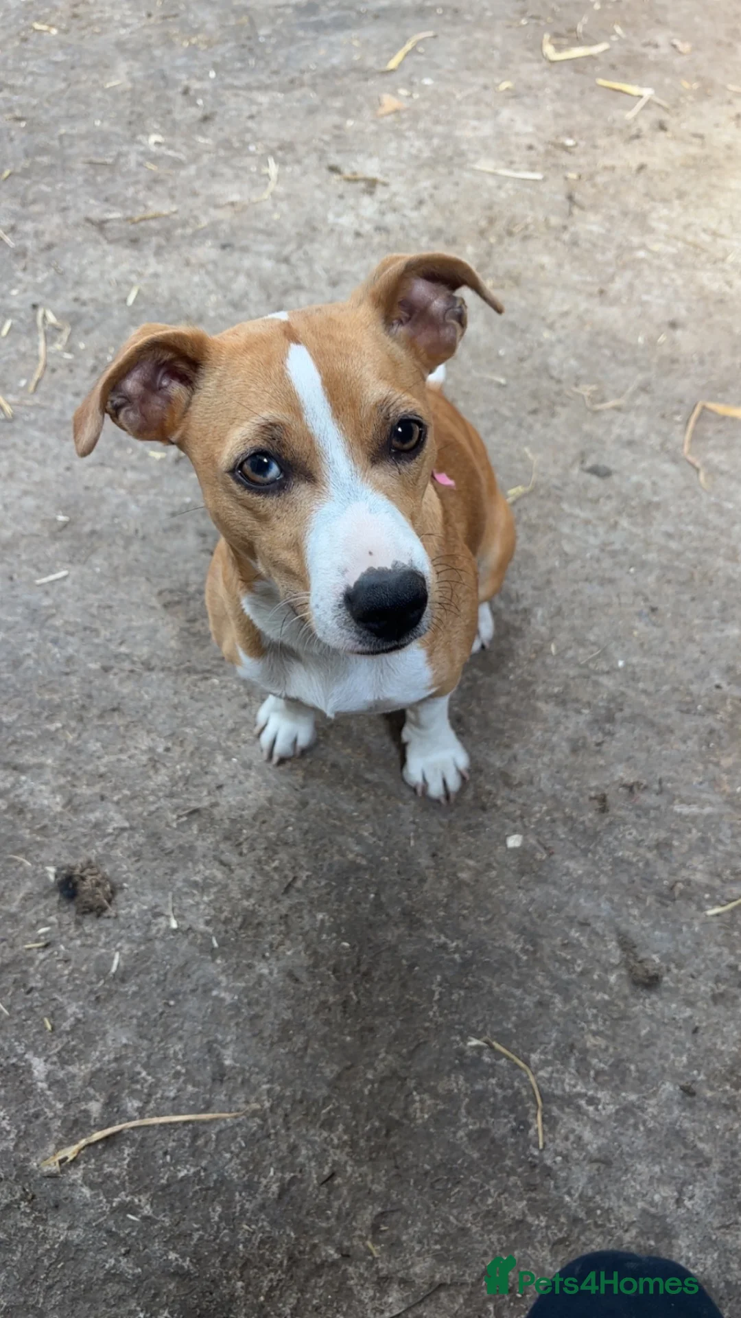 Mixed Breed dogs for sale: Jack Russel x Yorkshire terrier  in High Peak - Advert 1