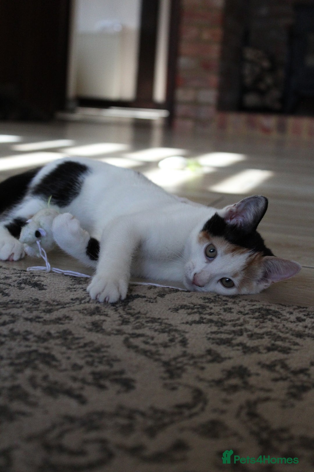 British Shorthair cats for sale: 2 Bundles of Joy!! Ready now!! - Image 20