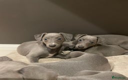Whippet dogs for sale: 6 gorgeous blue whippet puppies  - Image 13