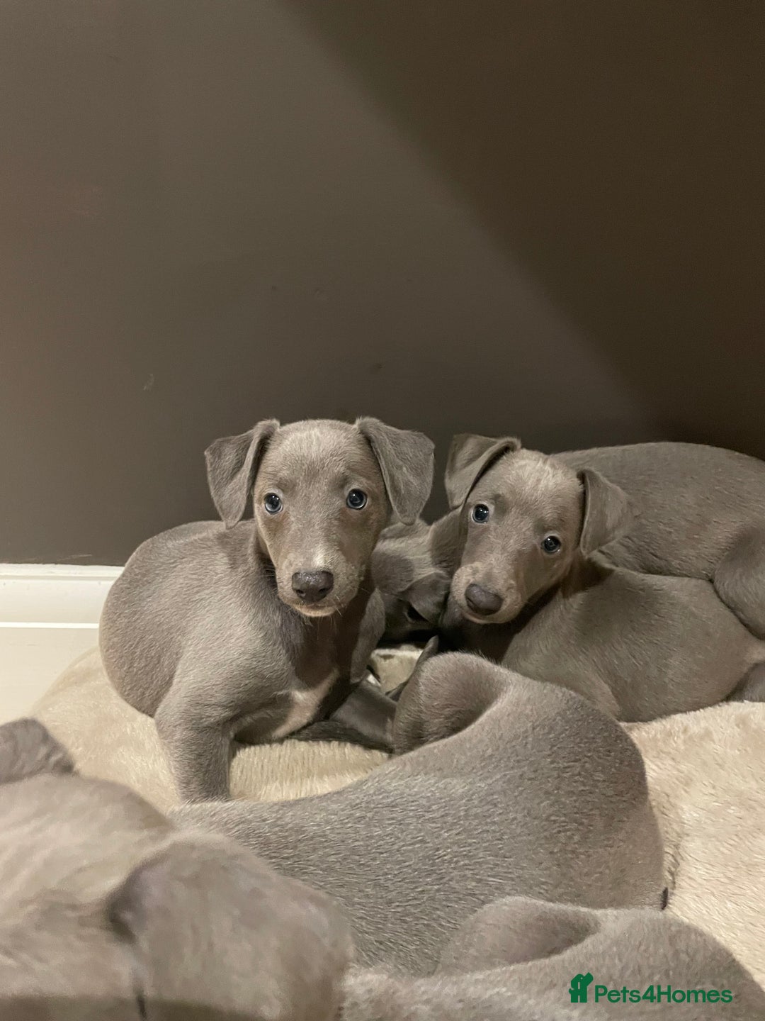 Whippet dogs for sale: 6 gorgeous blue whippet puppies  - Image 13