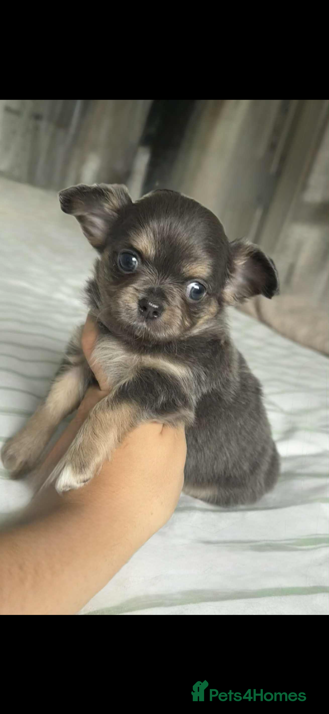 Chihuahua dogs for sale: Longhair chihuahua boys, Longhair Chocolate Girl - Image 10
