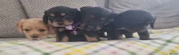Cocker Spaniel dogs for sale: Cocker spaniel pups  - Advert 13