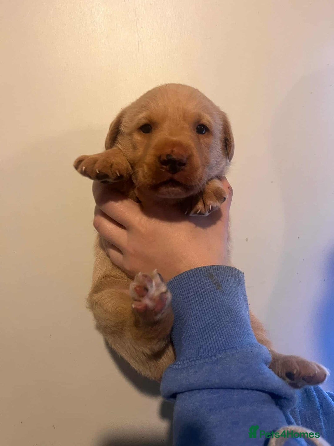 Labrador Retriever dogs for sale: Working Pedigree Yellow Lab pups champion lines - Advert 5