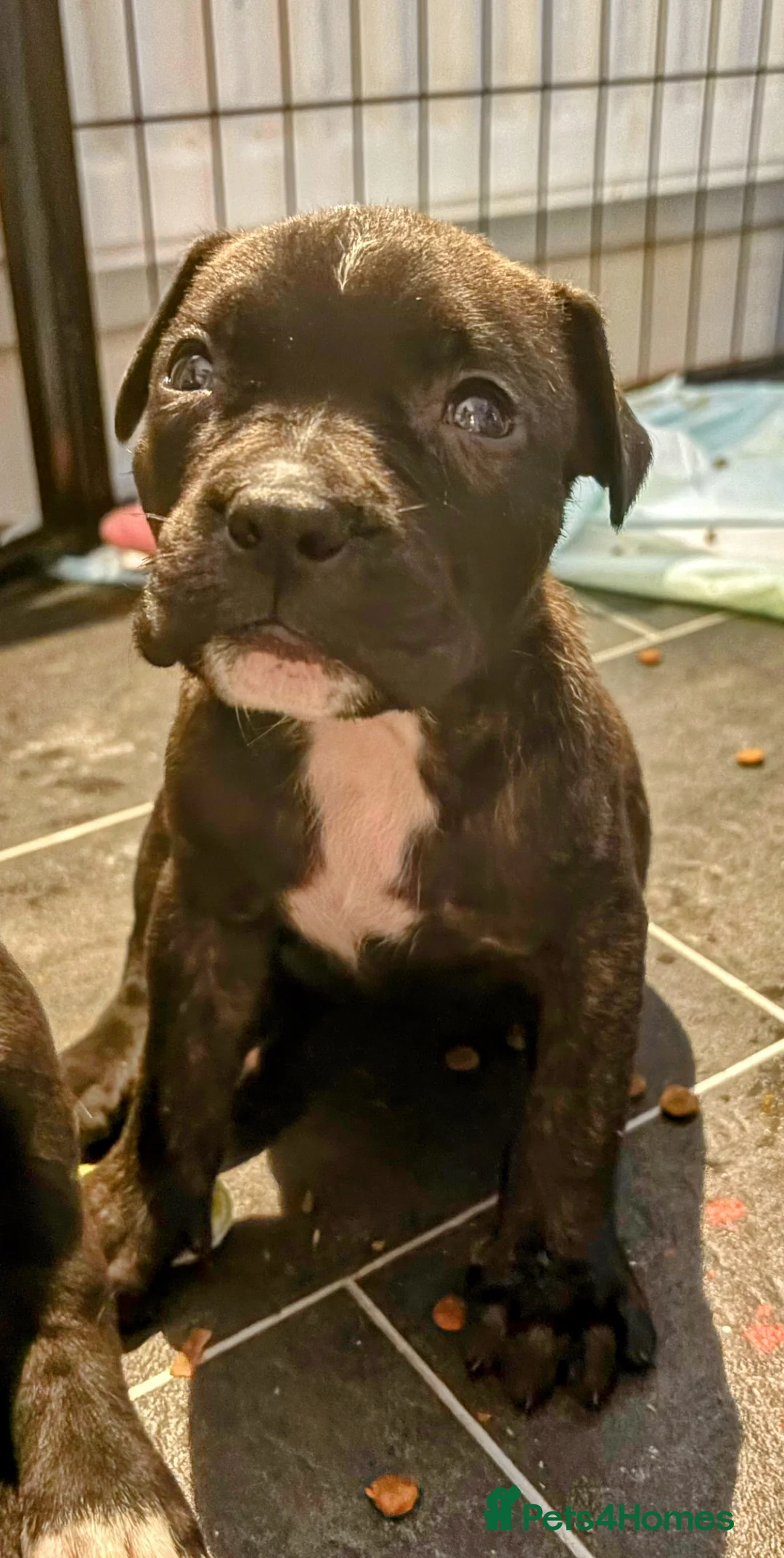 Mixed Breed dogs for sale: LAST 4 BOYS …Cane corso x ambull x amstaff - Advert 13
