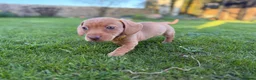 Miniature Dachshund dogs for sale: 🐾KC Reg Mini Dachshund Puppies 2 Girls 1 Boy   - Advert 11