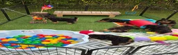 Airedale Terrier dogs for sale: ⭐️ KC AIREDALE PUPS FROM LICENSED BREEDER ⭐️ - Advert 8