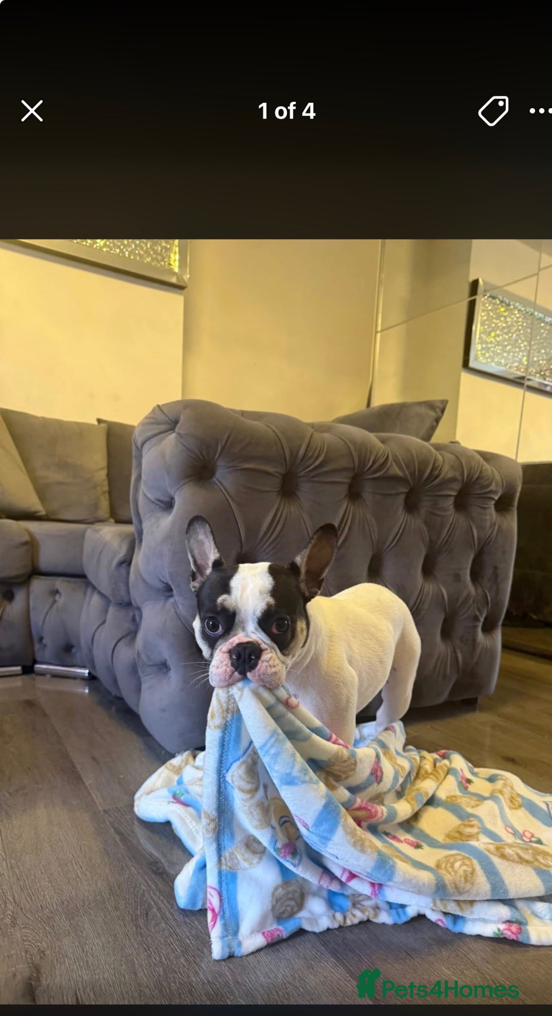 French Bulldog dogs Female French bulldog - Advert 1