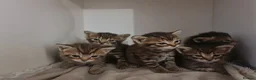 Mixed Breed cats for sale: 5 kittens for sale  - Advert 4