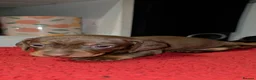 Miniature Dachshund dogs for sale: Miniature Dachshund  in Denny - Advert 9