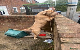 Presa Canario dogs for sale: Male cane corso cross in Chester-le-Street - Image 3