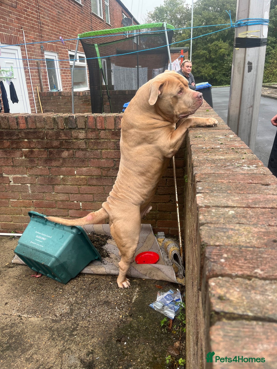 Presa Canario dogs for sale: Male cane corso cross in Chester-le-Street - Image 3