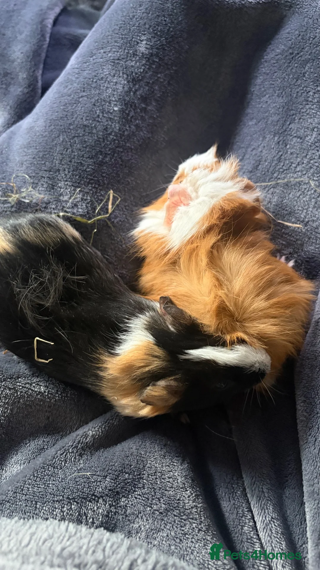 Guinea Pig rodents for sale: 2 male piggies  - Advert 2