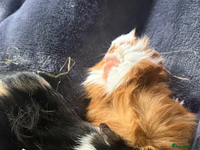 Guinea Pig rodents for sale: 2 male piggies - Advert 2