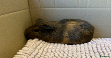 Guinea Pig rodents - Advert 6