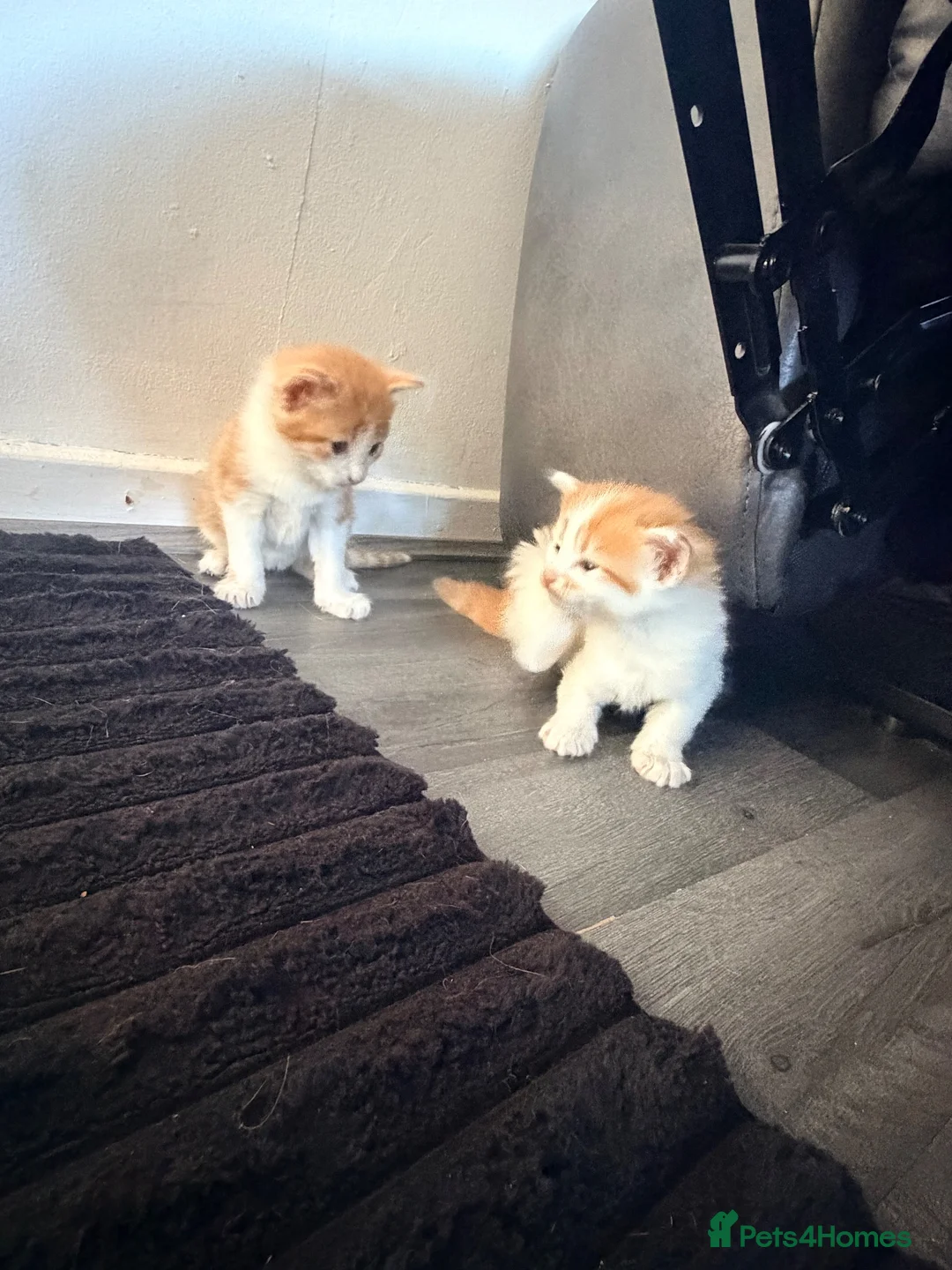 Mixed Breed cats for sale: 2 x ginger boys  - Advert 14