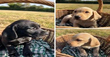 Labrador Retriever dogs - Advert 1