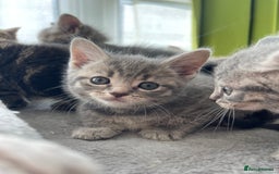 British Shorthair cats for sale: Beautiful kittens❤️ - Image 13