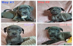 Staffordshire Bull Terrier dogs for sale: 🏆CHAMPION LINE🏆 Blue Staffordshire Bull Terriers - Image 6