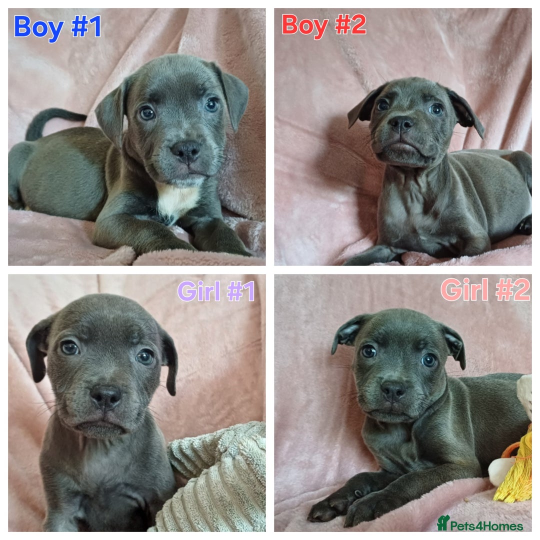 Staffordshire Bull Terrier dogs for sale: 🏆CHAMPION LINE🏆 Blue Staffordshire Bull Terriers - Image 6
