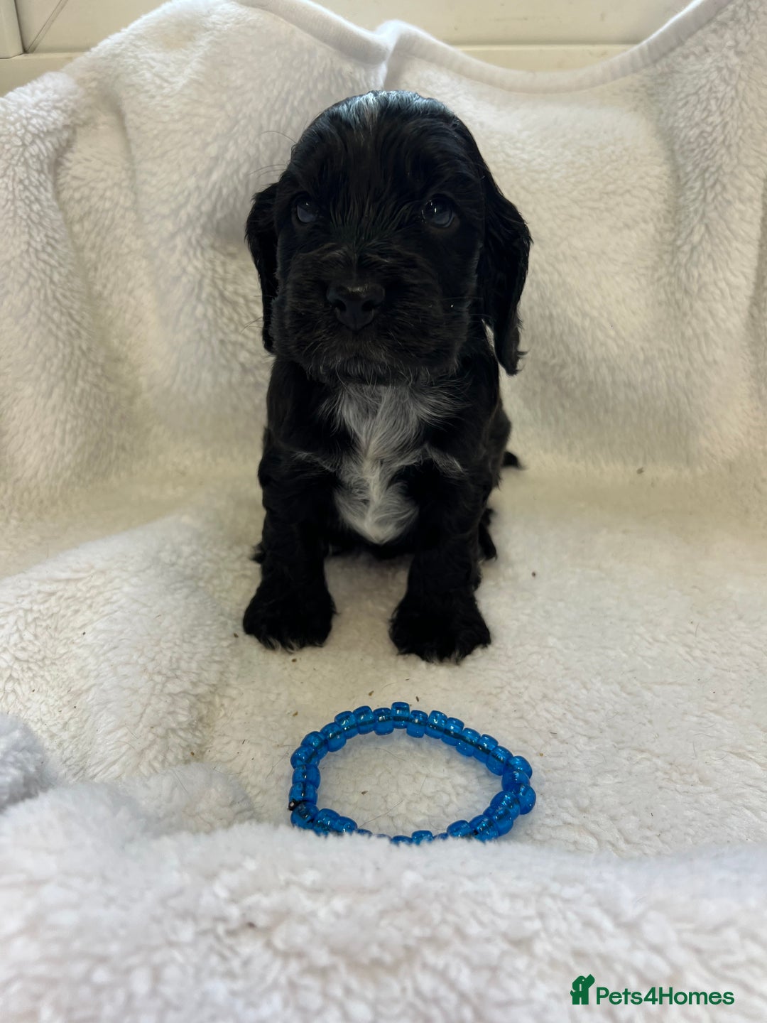 Cocker Spaniel dogs for sale: Kc registered Show cocker spaniel  - Image 7