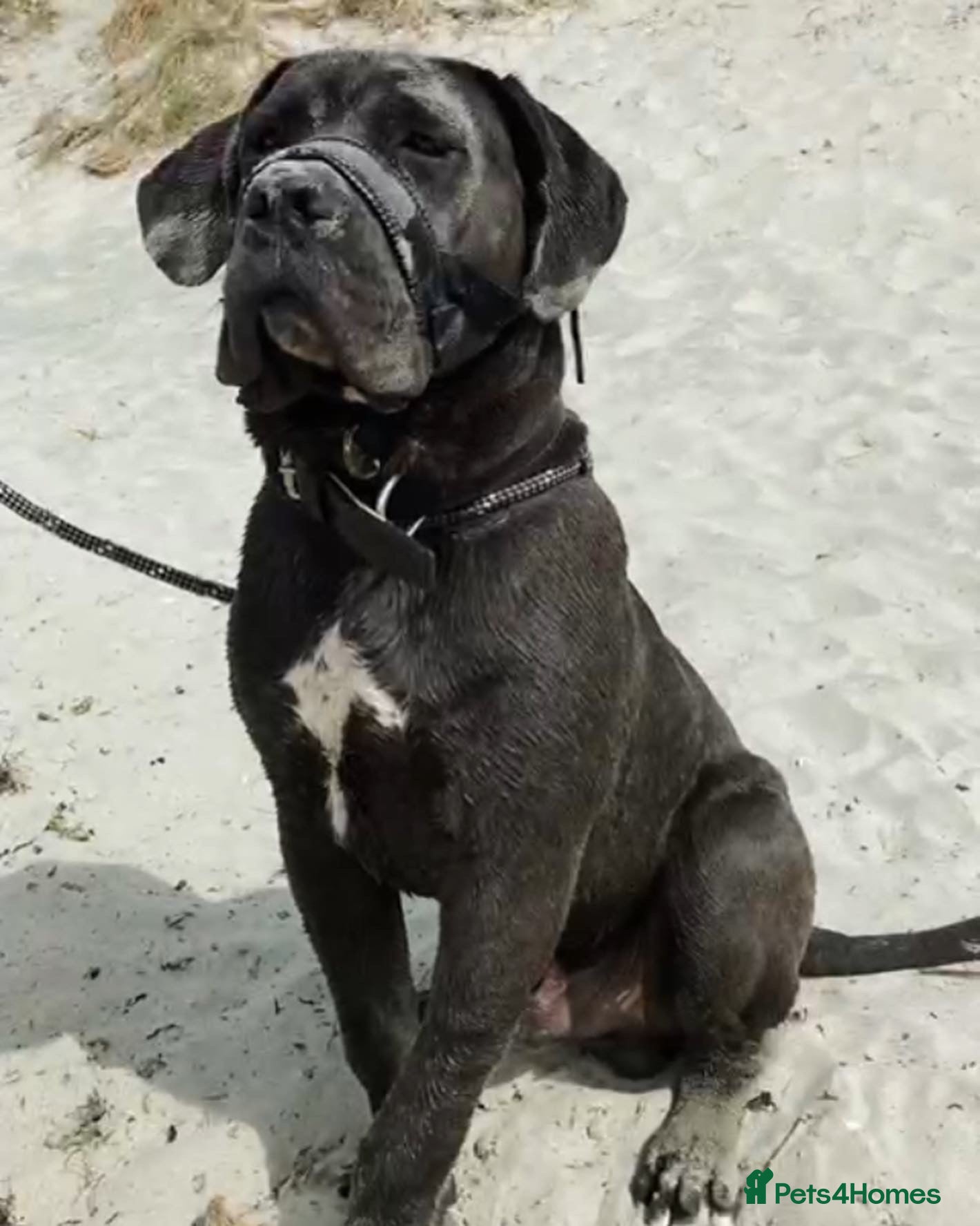 Cane Corso dogs Stunning cane corso male available for stud  - Advert 1