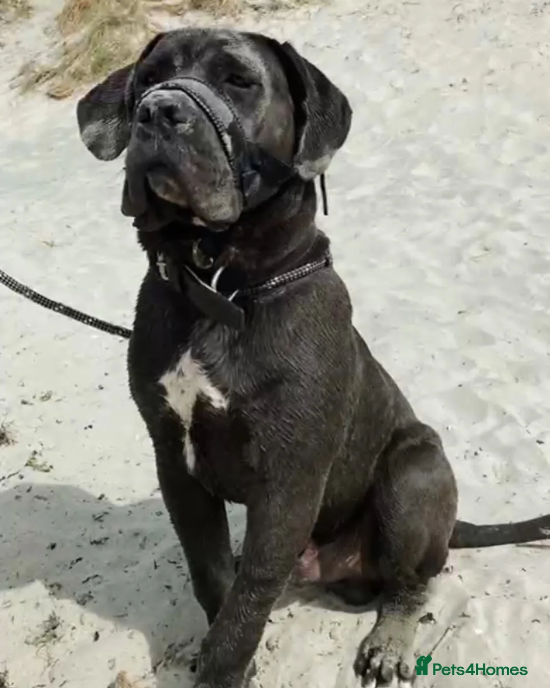 Cane Corso dogs for stud: Stunning cane corso male available for stud  - Advert 1