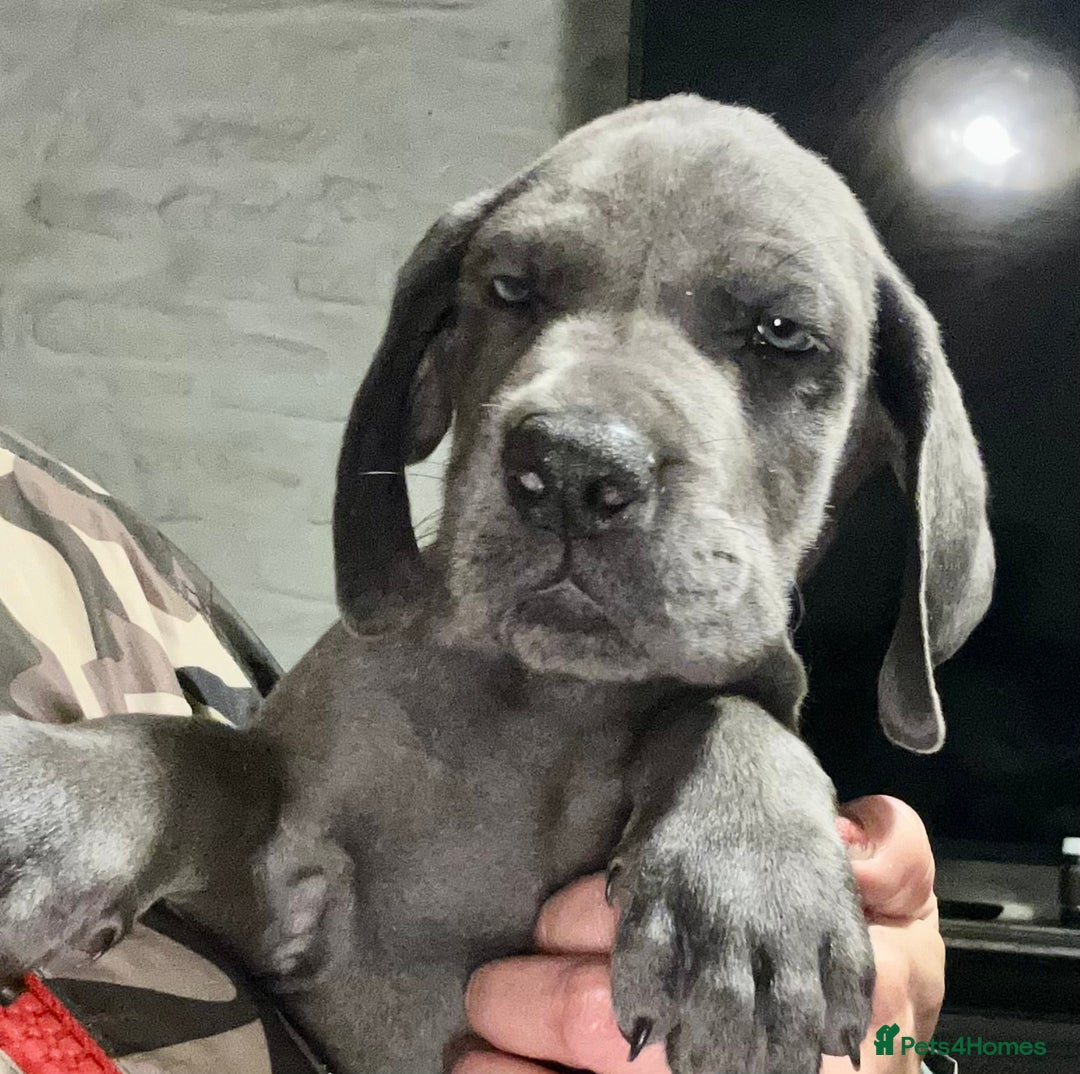 Great Dane dogs for sale: Stunning Great Dane Puppies  - Advert 1