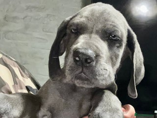 Great Dane dogs Stunning Great Dane Puppies - Advert 6