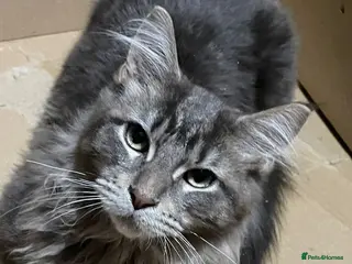 Maine Coon cats Maine coon xl - Advert 6