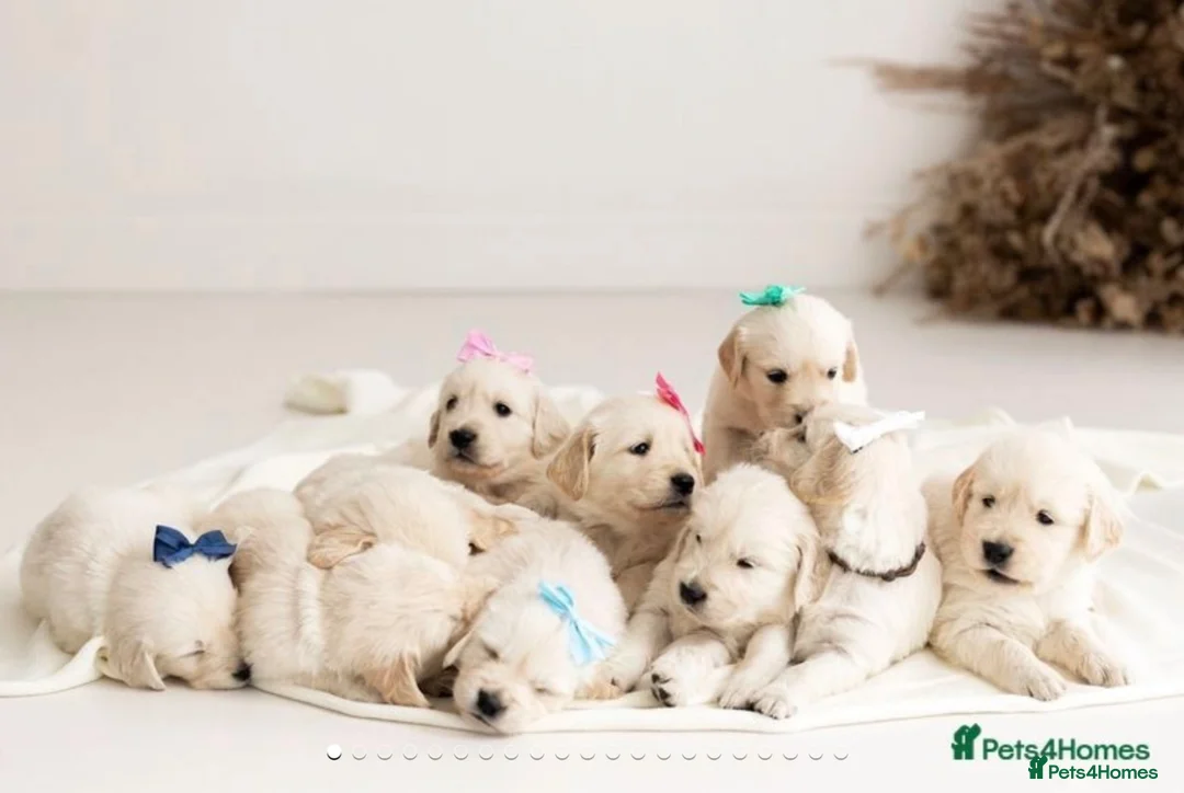 Golden Retriever dogs for stud: Gorgeous Proven KC Golden Retriever Stud in Bristol - Advert 8