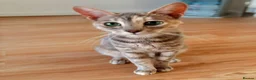 Mixed Breed cats for sale: Bengal cross Savannah kitten Female - Advert 3