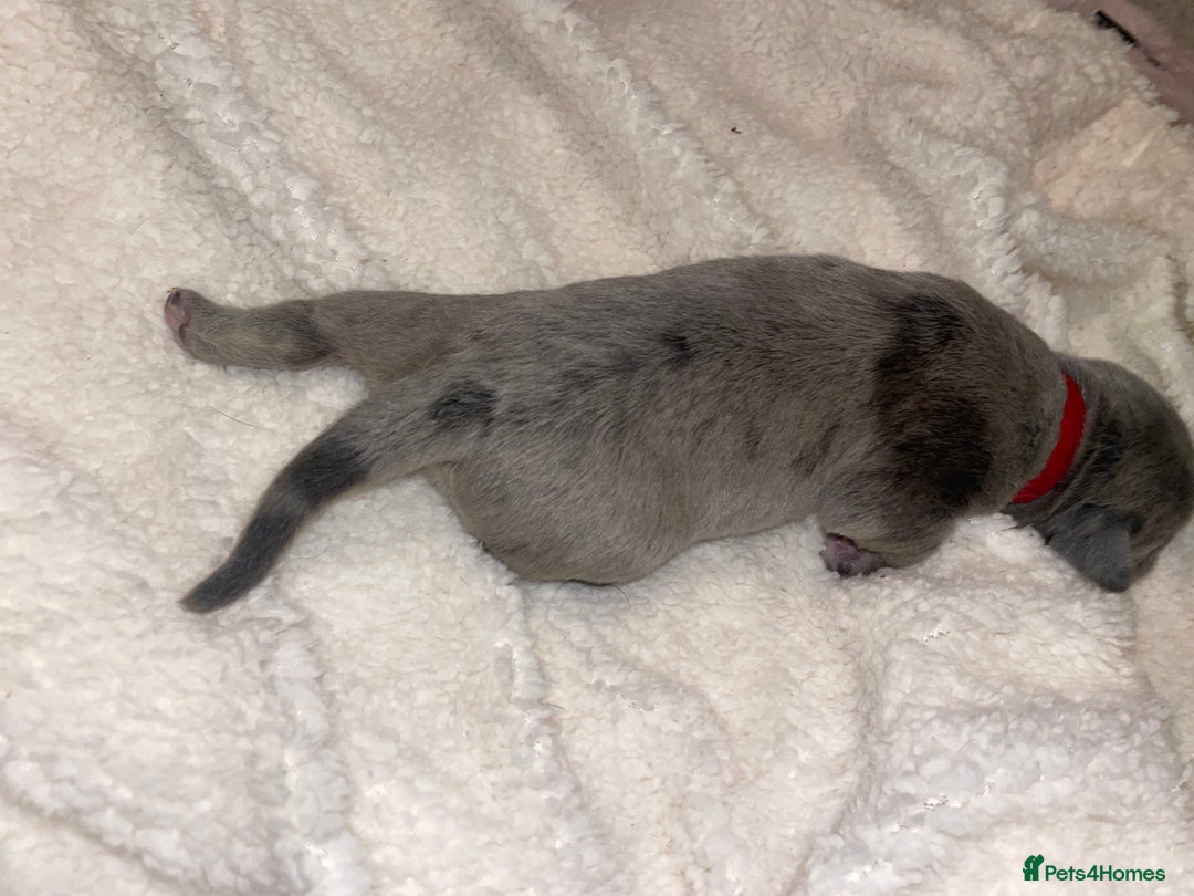 Cane Corso dogs for sale: Harlequin cane corso x pedigree cane corso puppies - Advert 18