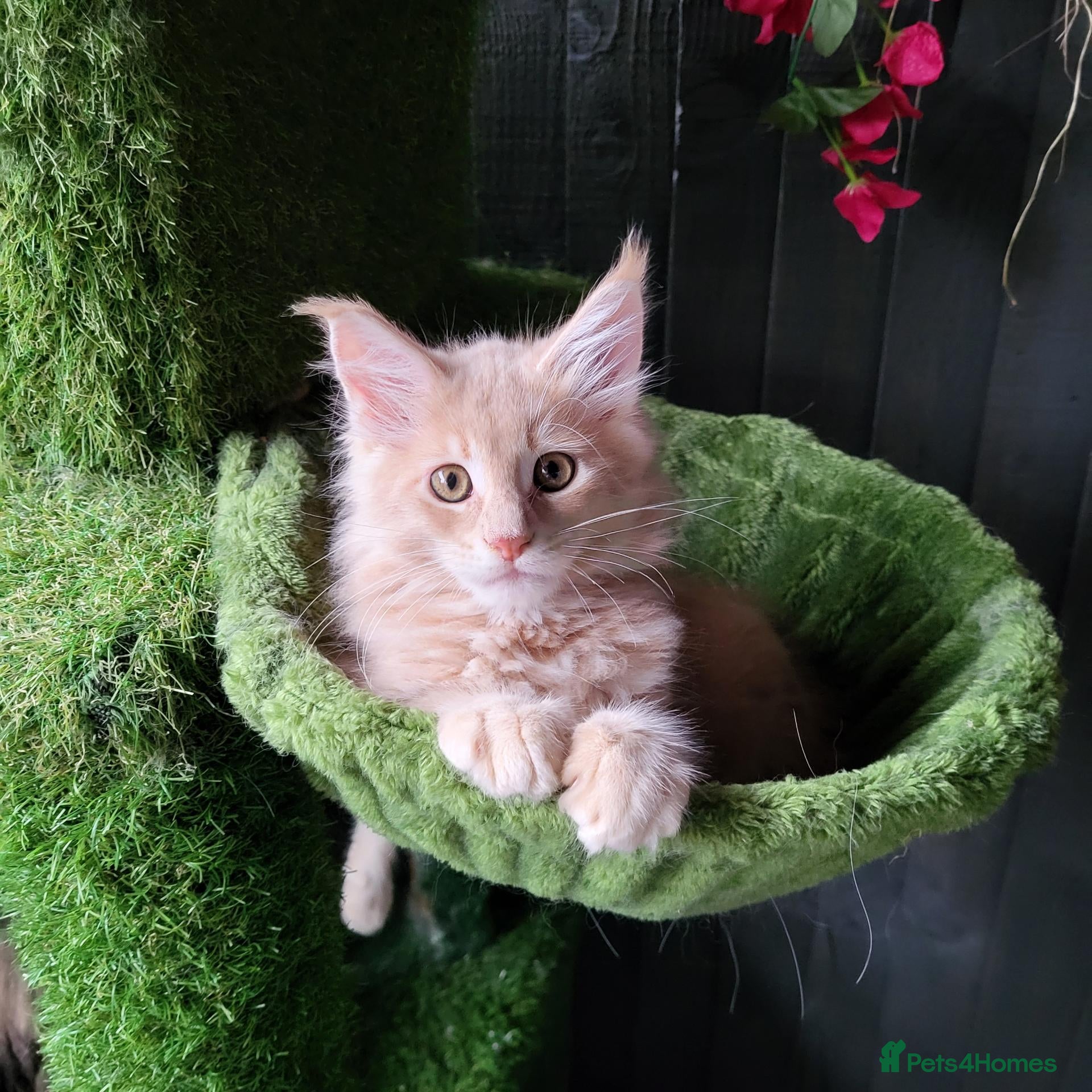 Maine Coon cats Maine Coon kittens ready now - Advert 2