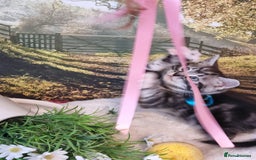 British Shorthair cats for sale: British Shorthair Tabby  - Image 8