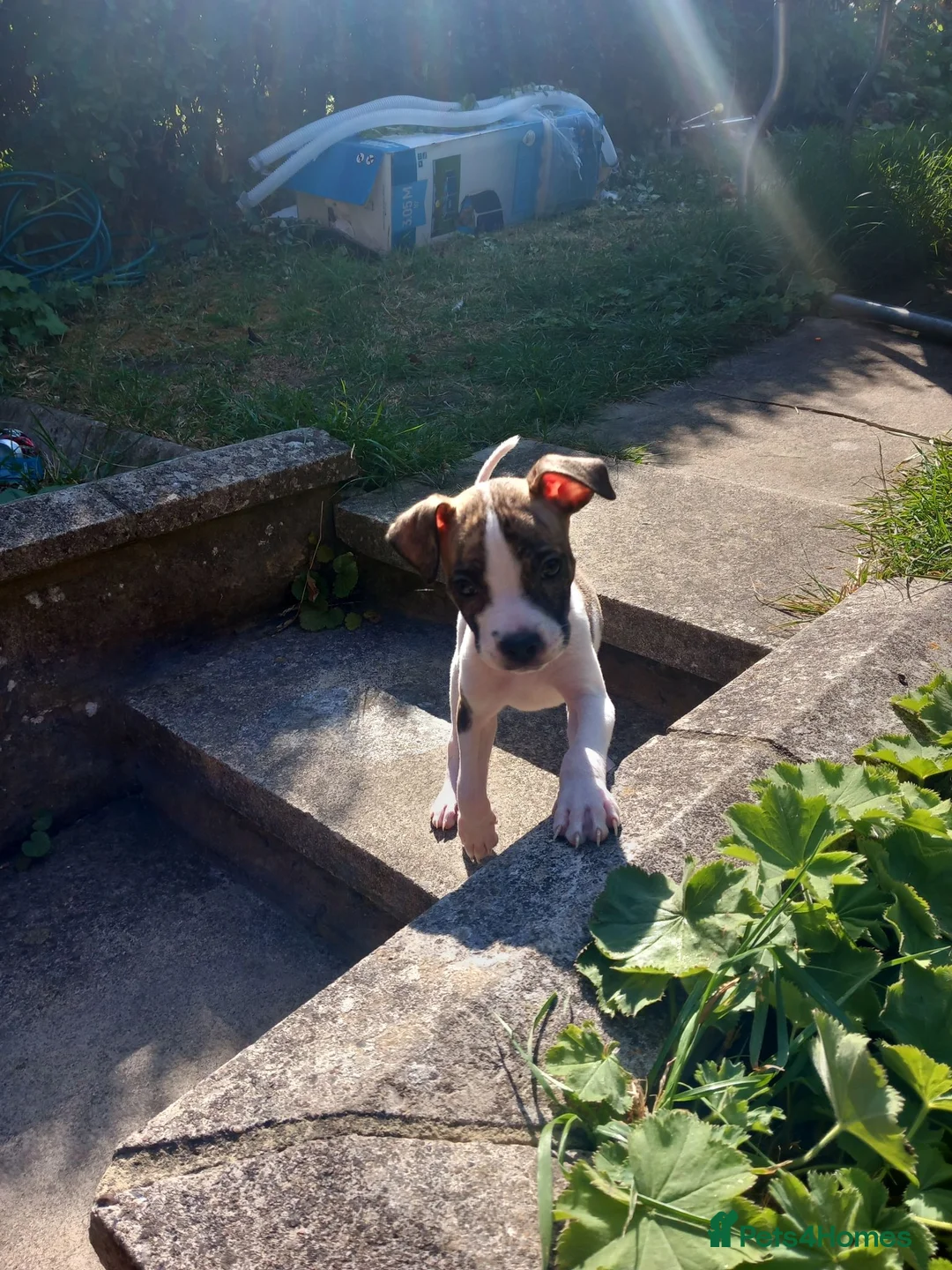 Alapaha Blue Blood Bulldog dogs for sale: Alapha American bulldog  in Leeds - Advert 2