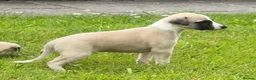 Whippet dogs for stud: KC Reg Heart Tested Gorgeous Fawn Whippet at Stud  - Advert 13